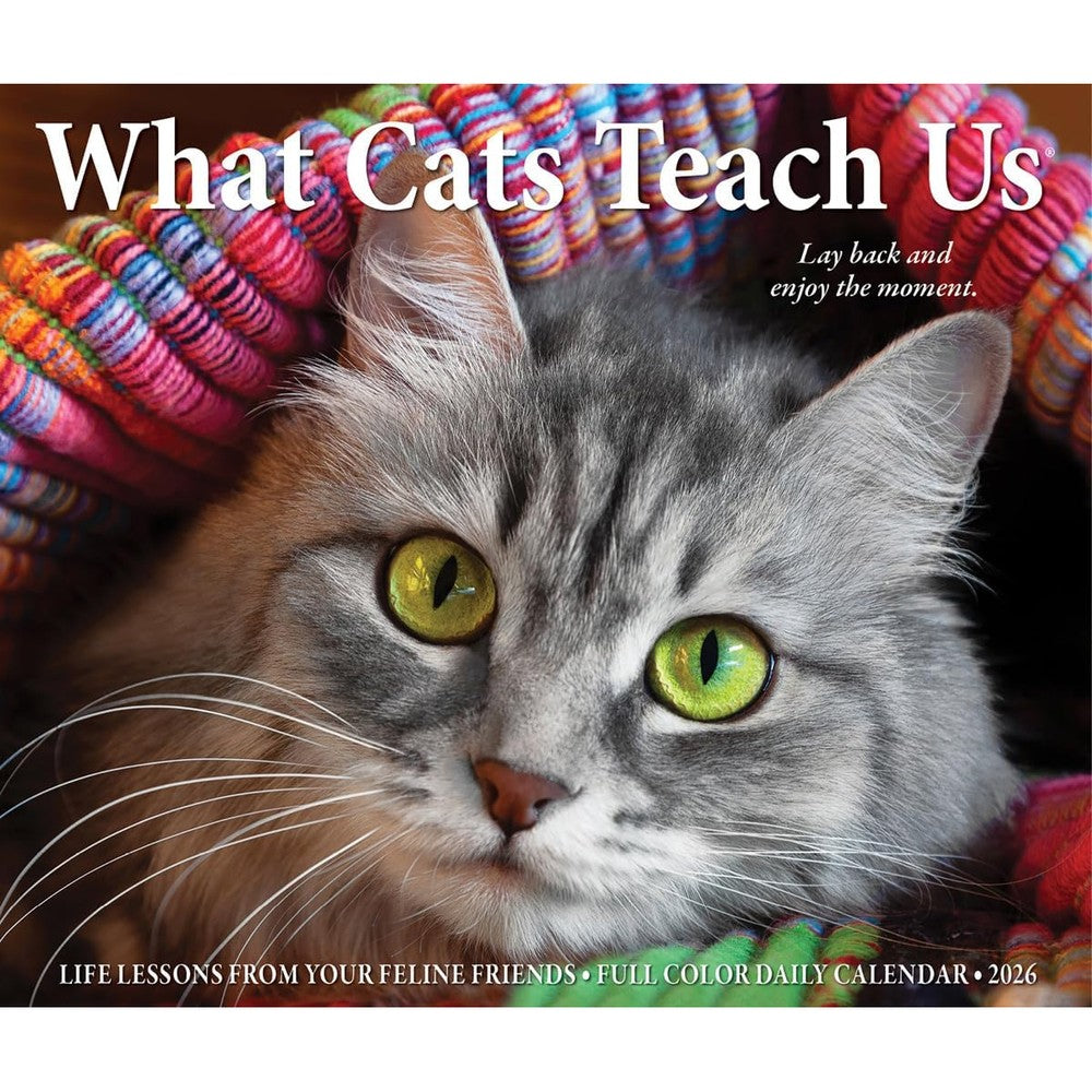Willow Creek Press, What Cats Teach Us 2026 Desk Calendar, 6.18'' X 5.43'', Daily Calendar with an Adhesive Binding
