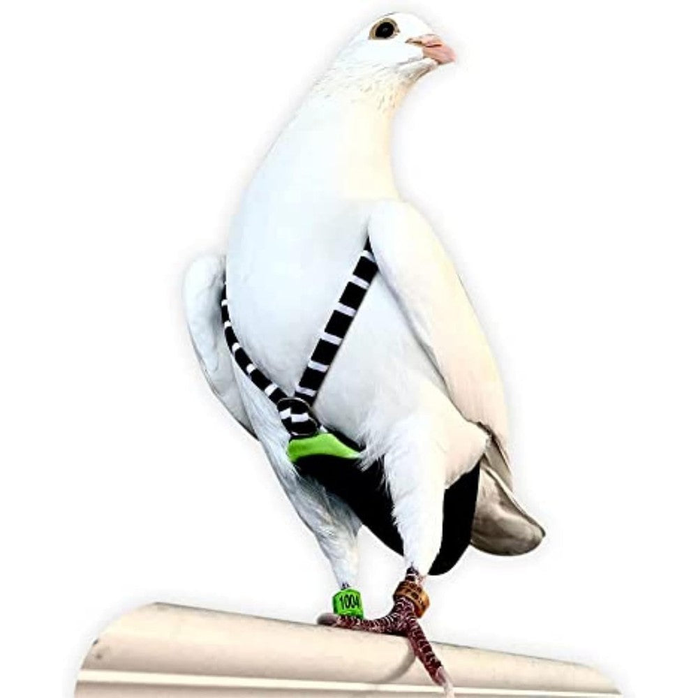 Flyper Adjustable Mini Bird Diaper Reusable Washable Cloth Flight Suit Fashionable Avian Accessories Black Parade Size Four