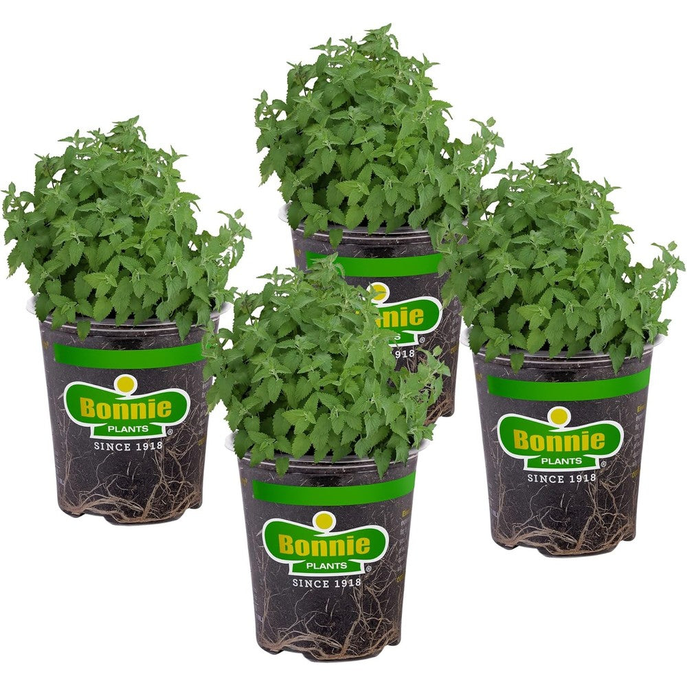 Bonnie Plants Catnip Live Herb Plants Pet Friendly Four Pack Fresh For Cats And Dried For Cat Sachets