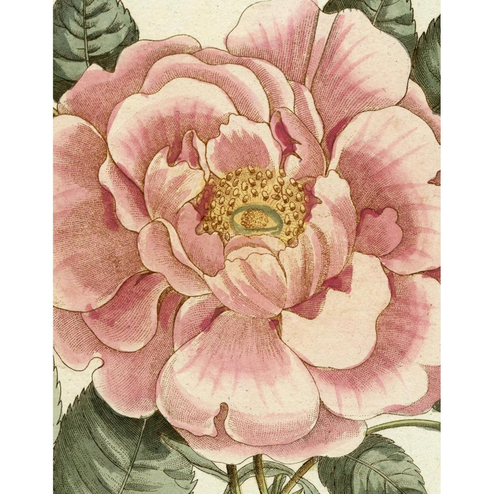 John Derian Picture Book II Hardcover Coffee Table Book Featuring Three Hundred and Seventy Five Antique Prints and Botanical Illustrations