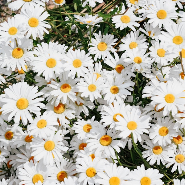 Resveratrol and Ferulic Acid